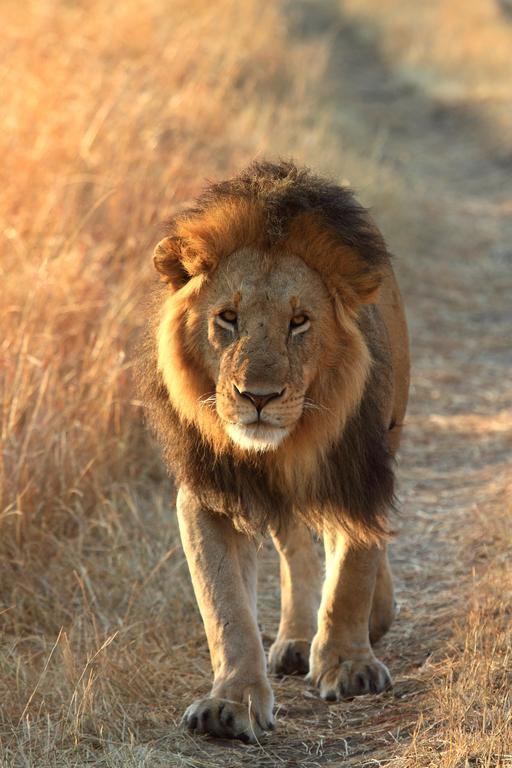 Jambo Mara Safari Lodge Ololaimutiek 외부 사진